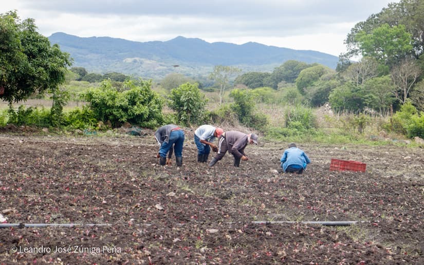 Productores-de-Jinotega-50