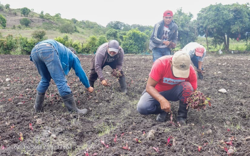 Productores-de-Jinotega-51