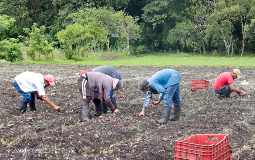 Productores-de-Jinotega-53