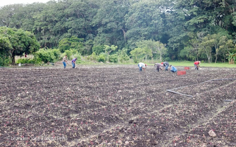 Productores-de-Jinotega-54