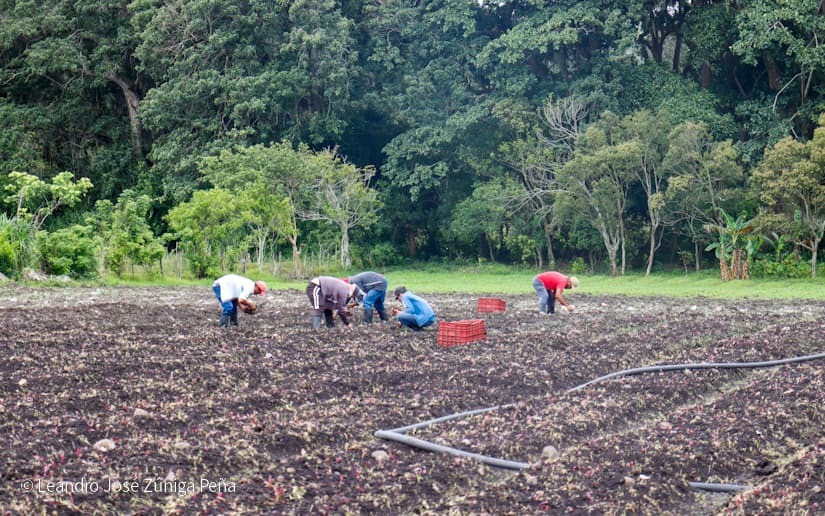 Productores-de-Jinotega-55