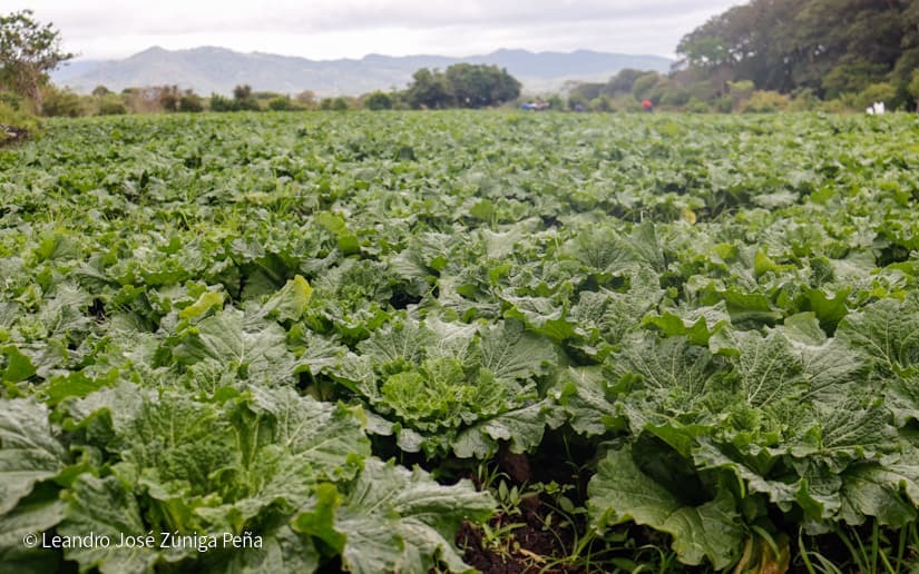 Productores-de-Jinotega-56