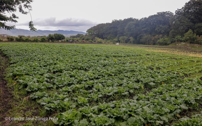 Productores-de-Jinotega-57