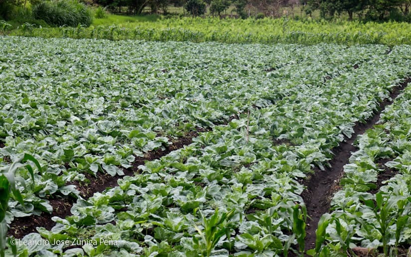 Productores-de-Jinotega-58
