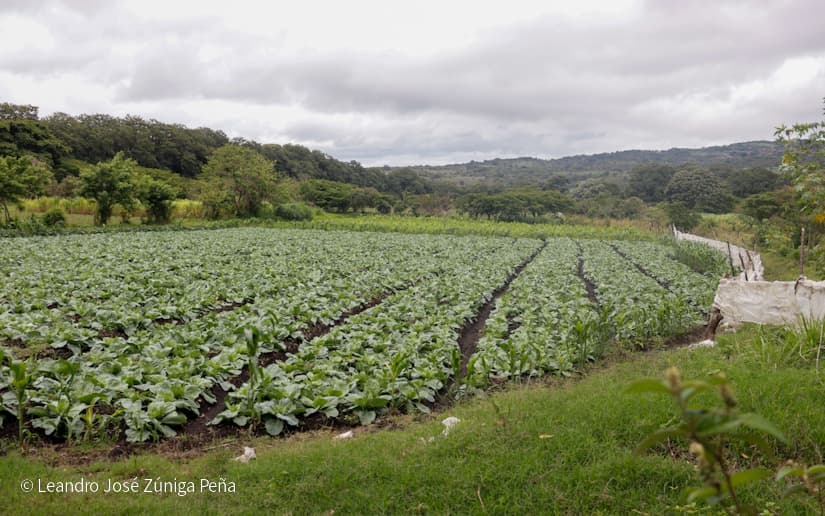 Productores-de-Jinotega-59