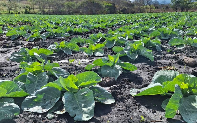 Productores-de-Jinotega-6