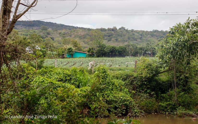 Productores-de-Jinotega-60
