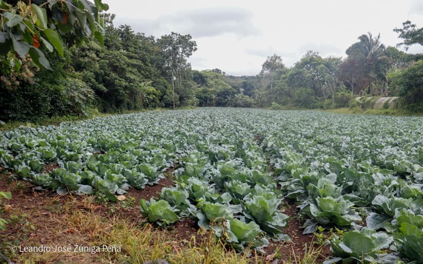 Productores-de-Jinotega-61