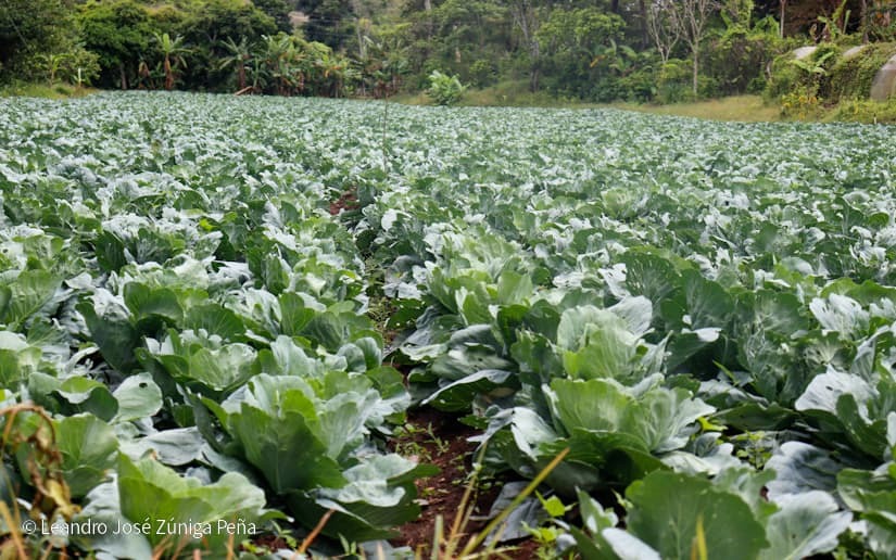 Productores-de-Jinotega-62