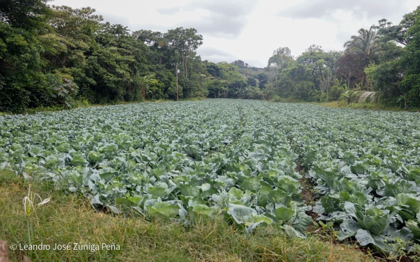 Productores-de-Jinotega-63