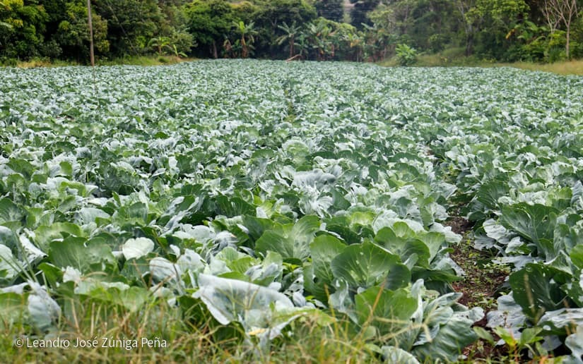 Productores-de-Jinotega-64