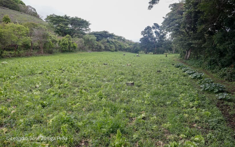 Productores-de-Jinotega-65