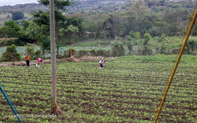 Productores-de-Jinotega-66
