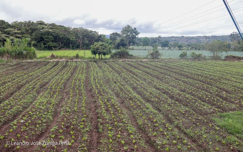 Productores-de-Jinotega-67