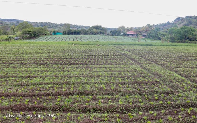 Productores-de-Jinotega-69