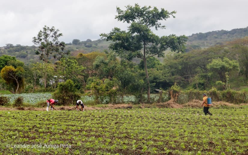 Productores-de-Jinotega-71