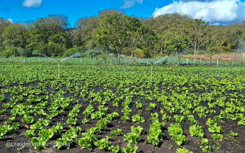 Productores-de-Jinotega-9