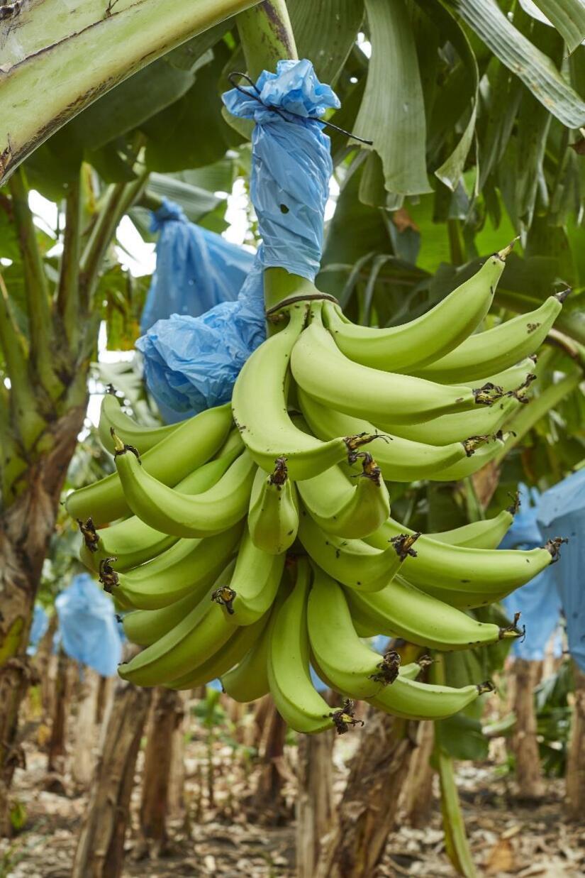 MINISTERIO-AGROPECUARIO-1