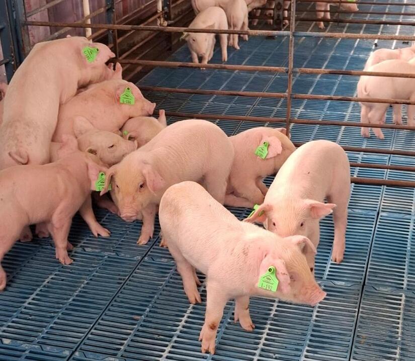 Programa-Porcino-Cocibolca-1