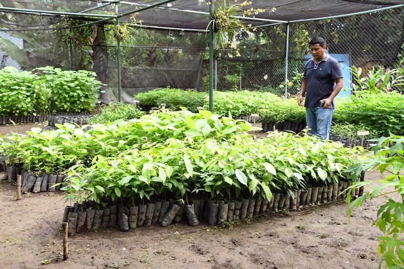 Vivero-en-Chinandega-2