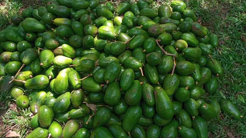 AGUACATE4