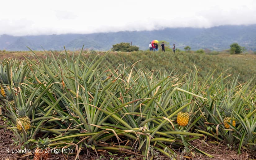 Pinaco-en-Ticuantepe-17