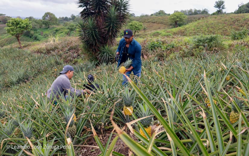 Pinaco-en-Ticuantepe-18