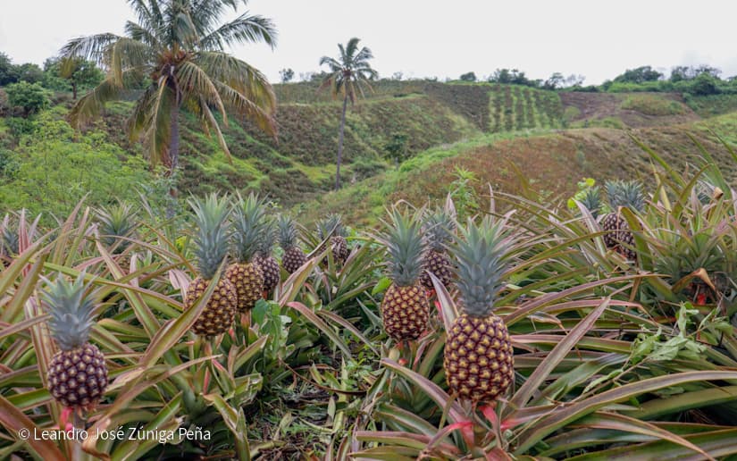 Pinaco-en-Ticuantepe-38