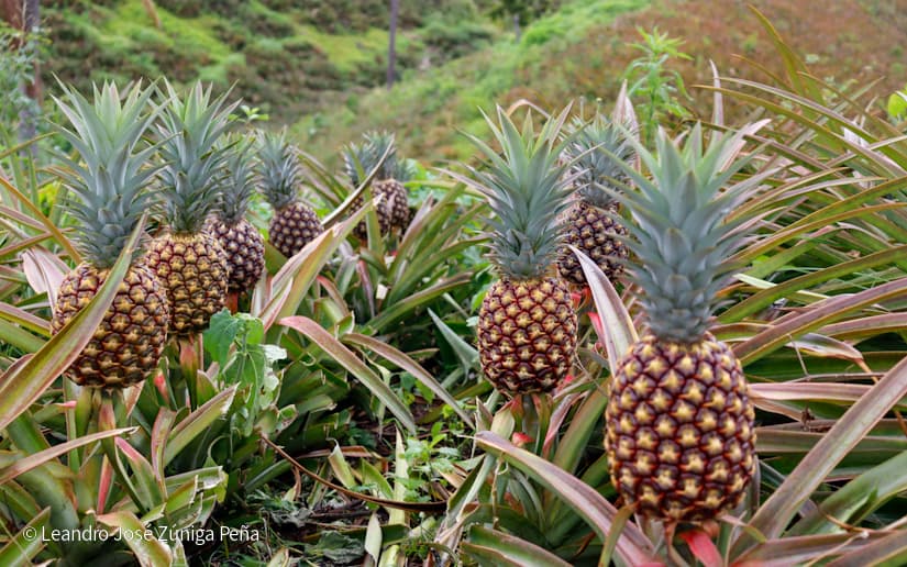 Pinaco-en-Ticuantepe-40