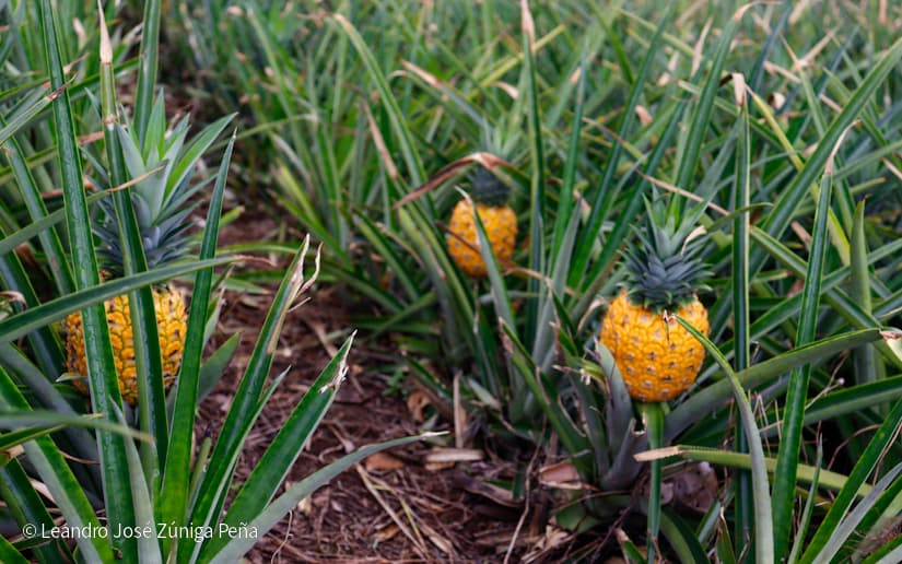 Pinaco-en-Ticuantepe-41