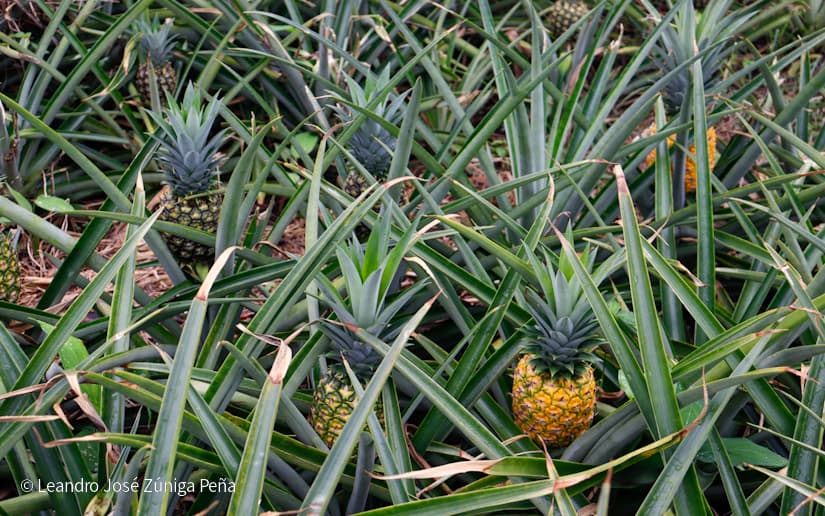 Pinaco-en-Ticuantepe-42