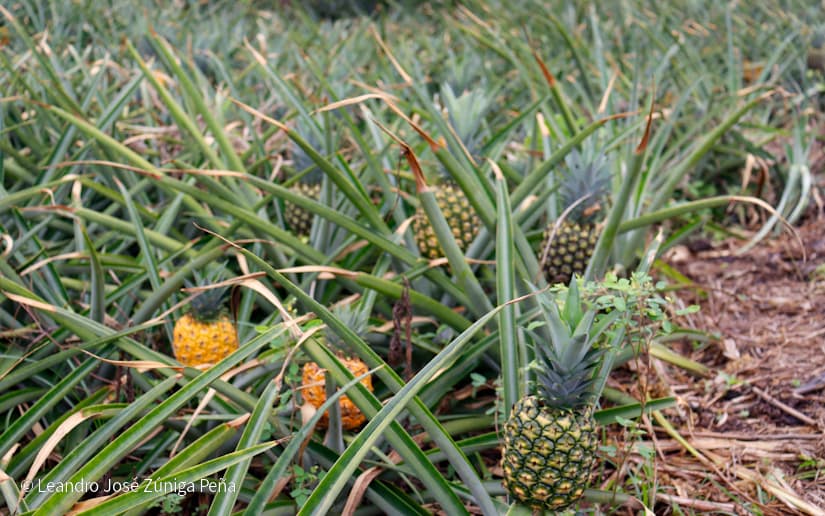 Pinaco-en-Ticuantepe-43