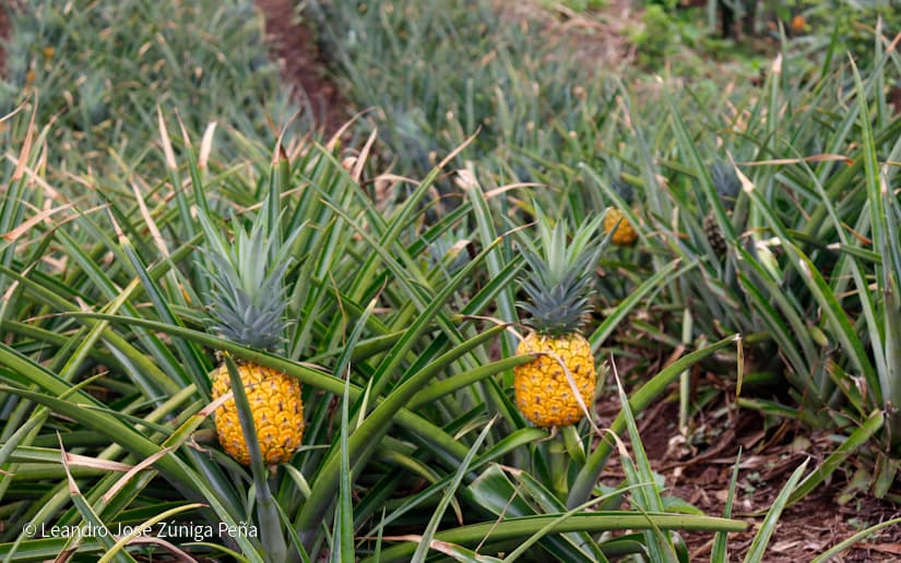 Pinaco-en-Ticuantepe-44