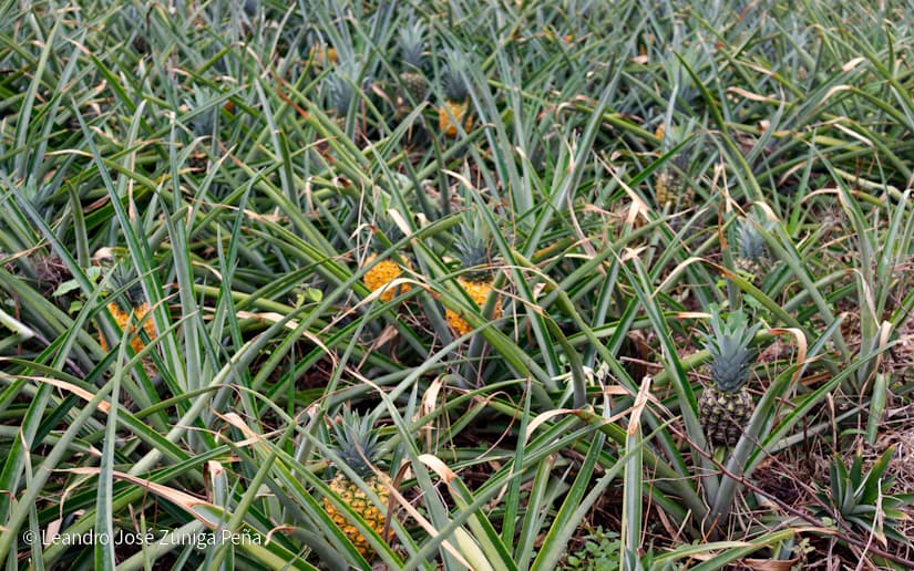 Pinaco-en-Ticuantepe-45