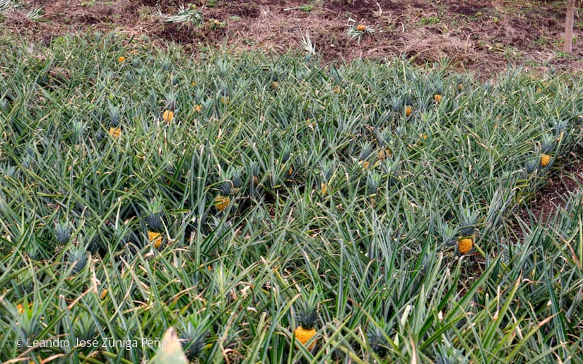 Pinaco-en-Ticuantepe-47