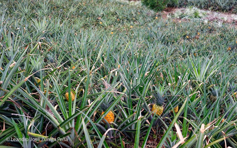 Pinaco-en-Ticuantepe-49