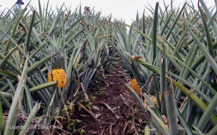 Pinaco-en-Ticuantepe-51