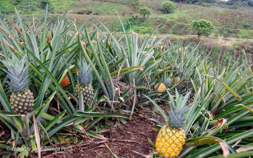 Pinaco-en-Ticuantepe-67