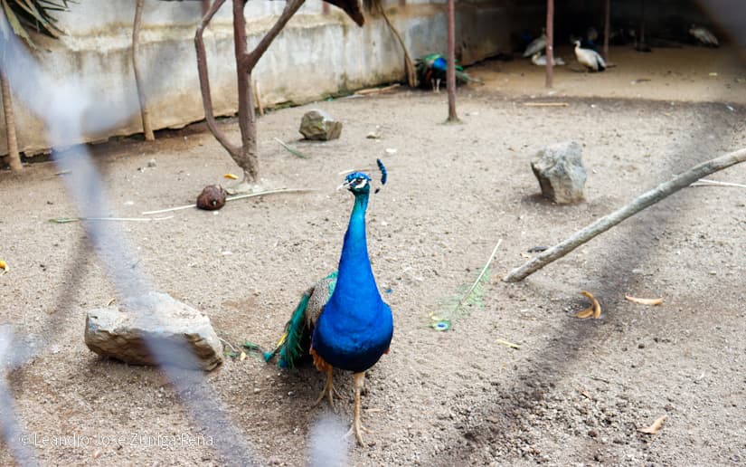 ZOOLOGICO-NACIONAL--(10)