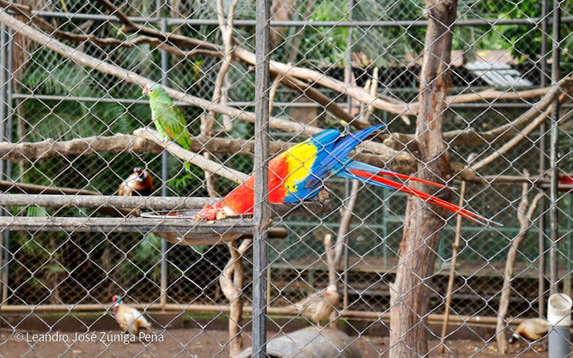 ZOOLOGICO-NACIONAL--(14)