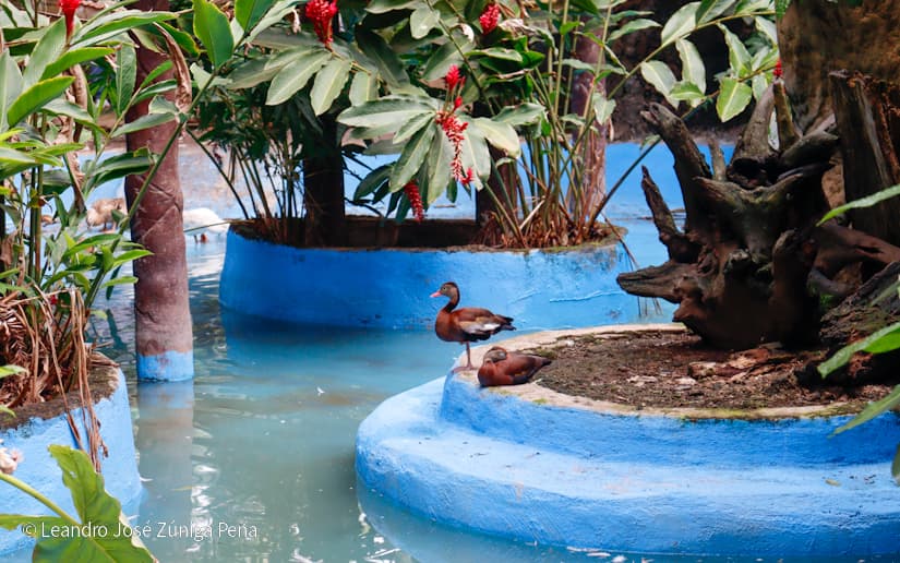 ZOOLOGICO-NACIONAL--(15)