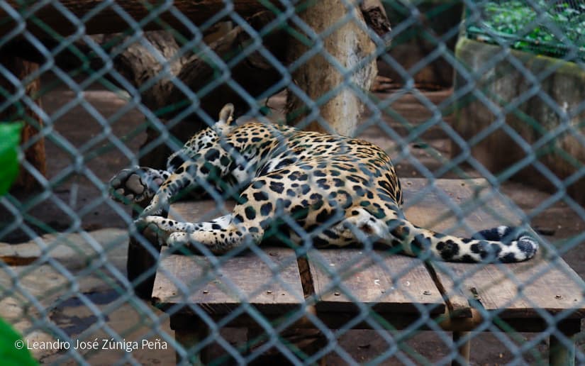 ZOOLOGICO-NACIONAL--(17)