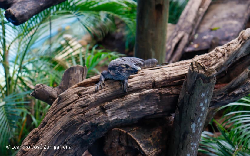 ZOOLOGICO-NACIONAL--(18)