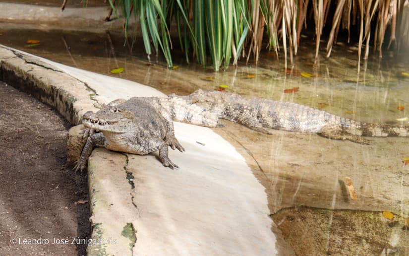 ZOOLOGICO-NACIONAL--(2)