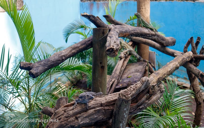 ZOOLOGICO-NACIONAL--(3)