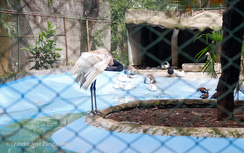 ZOOLOGICO-NACIONAL--(6)