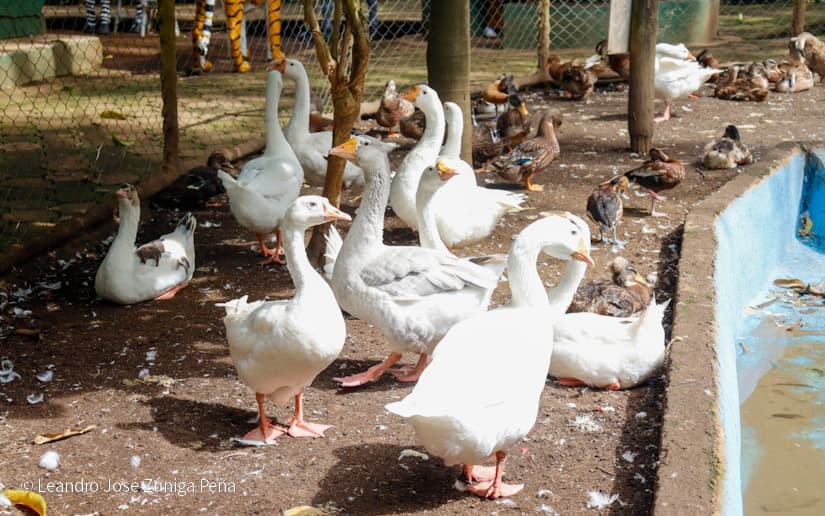 ZOOLOGICO-NACIONAL--(7)