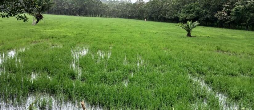 Produccion-de-arroz-en-Nicaragua-1