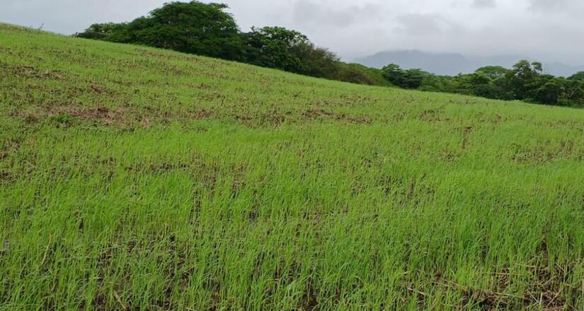 Produccion-de-arroz-en-Nicaragua-2