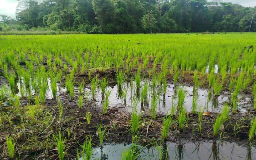 Produccion-de-arroz-en-Nicaragua-3